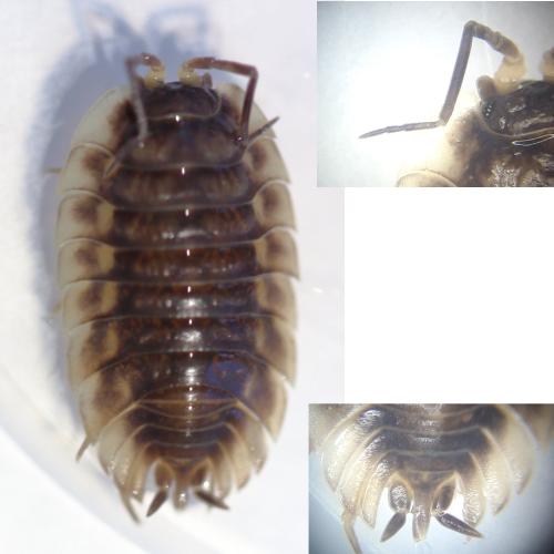 Réf. 315 820 : Oniscus asellus